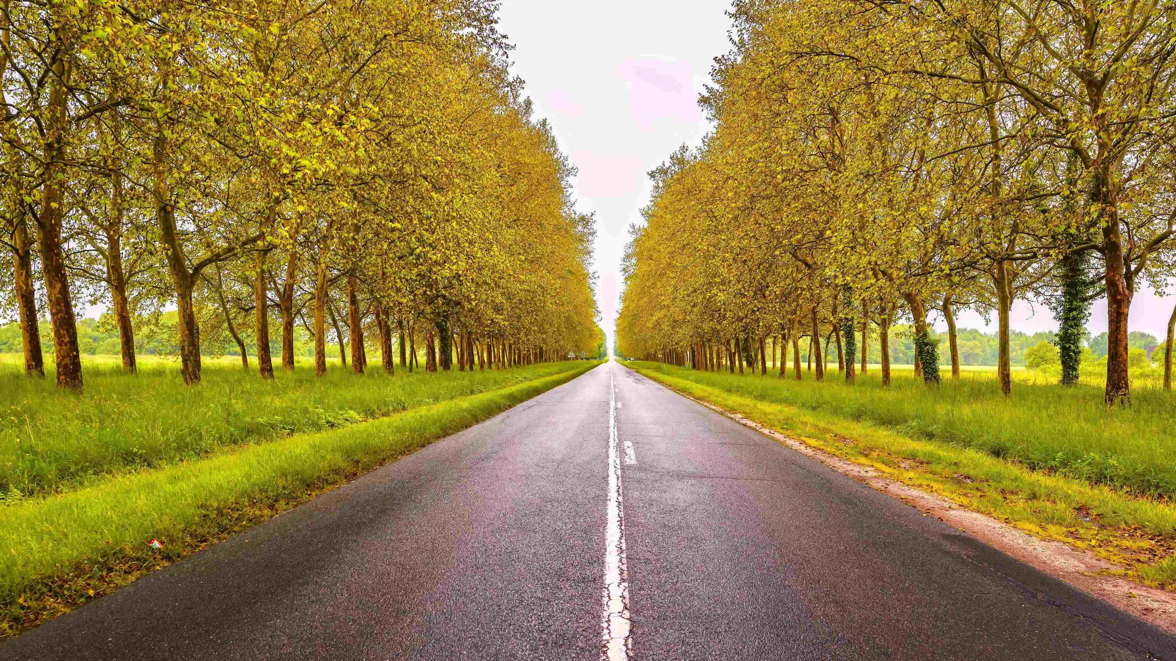 Bild einer Straße, die durch eine herbstliche Allee führt 